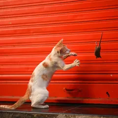 A raw moment of urban wildlife. This shot from my series on a street cat's hunt in Mumbai shows the playful yet brutal reality of nature, even in the city. Capturing peak action like this requires hours of patience.