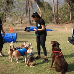 Agility games are a fantastic way to build confidence and burn off energy. At camp, we set up fun courses that challenge the dogs mentally and physically, with plenty of encouragement from our trainers.