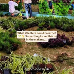The beginning of a creative landscaping project. Our team is seen here preparing the ground and arranging hundreds of small plants to create the "living letters" for the Palava sign.