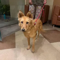 A full-body shot of the sweet nursery dog. She has a gentle demeanor and is waiting for a home where she will be cherished.