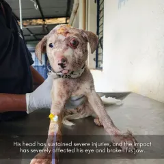 The impact from the blow caused severe head injuries. My role is not just to provide legal aid but to ensure the system holds the perpetrators of such violence accountable.