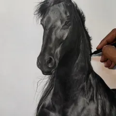 A work in progress, which I call 'Kalaghoda'. This image shows the careful layering of charcoal to create the deep, rich black coat of the horse, slowly building the form and capturing its noble profile.