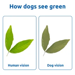 We see a vibrant green leaf, but a dog sees it in a duller, greyish-yellow tone. Understanding their vision helps us choose toys they can actually see well.