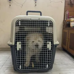 Eva the Chow Chow in her IATA-compliant crate before her journey from Ahmedabad to Russia. We ensure all international regulations for pet transport are strictly followed for your peace of mind.