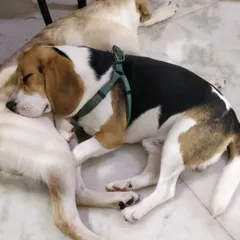 After hours of playing, Leo the Lab and Kenzo the Beagle have finally crashed. Kenzo decided Leo was the perfect pillow. This is what pure, tired-out happiness looks like.