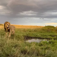 The King of the Topi Plains pride, standing watch near a small waterhole as storm clouds gather.