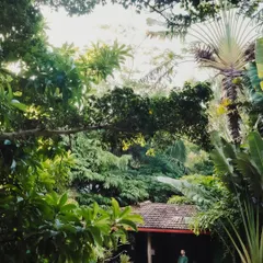 A view from within, looking out at the lush, dense greenery that envelops our property, creating a feeling of a private sanctuary.