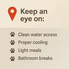 During heatwaves, it's important to keep an eye on your dog. Ensure they have access to clean water, proper cooling, light meals, and frequent bathroom breaks to stay comfortable and healthy.