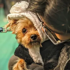 A quiet, intimate moment between a pet parent and her little dog. The way she holds him close and he looks out with his big, trusting eyes is a perfect example of the deep bond I aim to capture.