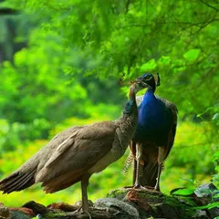 A peahen expresses her love for her mate against a lush green backdrop. These moments of courtship and bonding are the foundation of their life together, a story of partnership that unfolds season after season.
