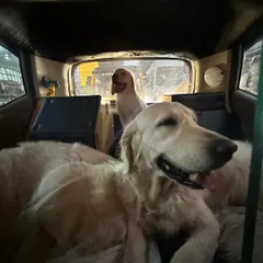 Introducing a new puppy, Pepper, to car travel. These images show the process of getting her comfortable sharing space with my older dogs in different vehicles, including an auto.
