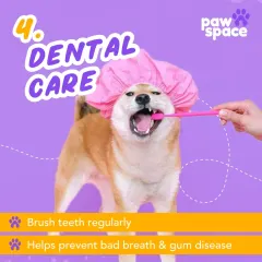 Dental care is a vital part of your pet's health. My grooming service can include regular teeth brushing to help prevent bad breath and gum disease, keeping your pet's smile bright.
