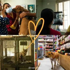 This is what a day at our Small Animal Specialty Hospital looks like. From a thorough veterinary examination and reviewing digital X-rays to providing comfortable in-patient recovery and stocking our pet store, we offer comprehensive services all under one roof.