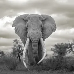 This monochrome portrait of Craig emphasizes his commanding presence. The dramatic sky and the detailed texture of his face create a powerful, classic image that feels both ancient and immediate.