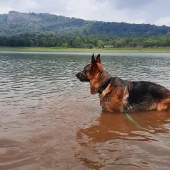 For a reactive dog like Theo, a crowded park is stressful, but a quiet lake is heaven. A huge part of managing reactivity is providing decompression walks in nature, allowing them to sniff, swim, and just be a dog away from their triggers.