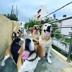 Just look at these happy faces. This is the Petaholics pack, a mix of Beagles, Labradors, and Indies, all enjoying the fresh air on our secure terrace. A happy, well-socialized dog is our number one goal.