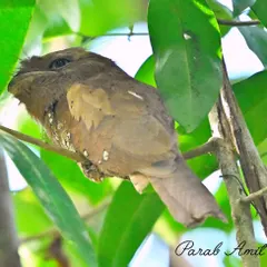 Another view of the elusive Sri Lankan Frogmouth, nestled among the green leaves. By day, it rests motionless, a secret hidden in plain sight, awakening only to hunt in the soft moonlight.