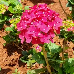 A close-up of a vibrant pink Hydrangea in full bloom. We select these elegant perennials for shrub gardens, as they thrive in morning sun and provide immense, colorful flower heads from late spring through summer.