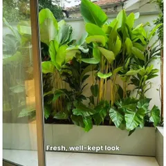 A fresh, well-kept look is a sign of a healthy garden. This small courtyard is filled with lush Calathea plants, creating a dense green view that brings the outdoors in.