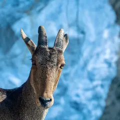 The Nilgiri Tahr, the state animal of Tamil Nadu, is endemic to the Western Ghats and listed as endangered. This portrait against a blue background highlights its unique features.
