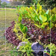 A multi-layered garden bed featuring a variety of foliage plants with different colors, textures, and heights. We used plants like Colocasia and Cordyline, accented with natural rocks, to create a rich and visually dynamic landscape.