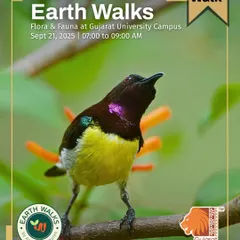 The Purple Sunbird, a flash of iridescent color, featured on our poster for a free walk at Gujarat University Campus. We explore the campus's diverse flora and fauna, revealing it as a key urban habitat for birds.