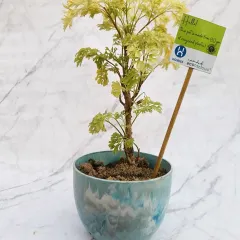 This beautiful plant finds a perfect home in our recycled plastic planter. The light blue and white marble pattern is created from different types of plastic waste, making each pot completely unique.