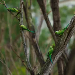 A family of Rose-Ringed Parakeets scattered across the branches of a tree. This print captures the lively, social nature of these birds in their natural habitat.