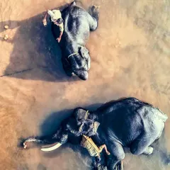 A top-down photograph of elephants being bathed at the Sakrebyle Elephant Camp in Shimoga. This angle provides an intimate and unusual perspective on this daily ritual.