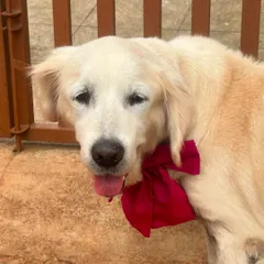 The perfect finishing touch after a day of pampering. This sweet girl is looking extra special with a bright red bow, ready to go home feeling clean and beautiful.