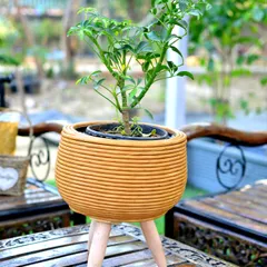 A mustard-yellow ribbed planter on wooden legs, housing a small Schefflera plant. This design adds both texture and a mid-century modern feel.