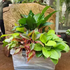 Another view of a large, mixed indoor plant arrangement, showcasing how different species like Aglaonema and Peace Lily can be layered to create depth and visual interest in a single container.