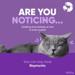 Swelling and redness in one or both eyelids could be a sign of Blepharitis in cats. If you notice this symptom, it is important to bring your cat in for an examination to determine the cause and start the right treatment.