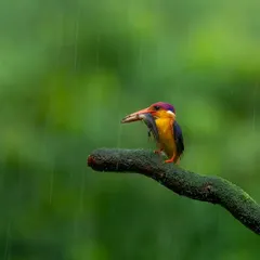 An Oriental Dwarf Kingfisher with its catch, captured during a downpour on one of my birding workshops. I teach you how to master your camera in challenging conditions, using techniques like shutter speed to freeze the rain or create atmospheric blur.