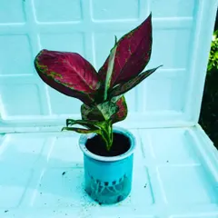 A vibrant red Aglaonema plant in a simple pot, ready to be converted for hydroponic use. These plants are known for their colorful leaves and low maintenance needs.