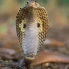 An eye-to-eye portrait of a majestic Indian Spectacled Cobra. My goal is to capture the calm dignity of these often-misunderstood reptiles, showing their beauty rather than invoking fear.