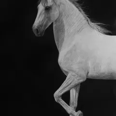 The elegance of a white horse against a dark background creates a striking visual. In this piece, I used negative space and subtle shading to define the horse's graceful form and gentle movement.