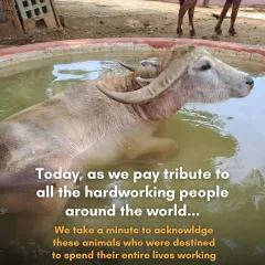 A buffalo enjoying a cool dip in the pool. We provide these simple joys for our residents, allowing them to live a life of comfort and dignity.
