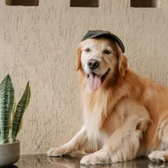 Archie the golden retriever looking cool and casual in a black cap, proving he can pull off any look.
