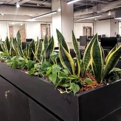 This planter combines tall, architectural Snake Plants with trailing Pothos. This mix of vertical and cascading plants creates a dynamic, multi-layered look while using species known for their air-purifying qualities and low maintenance needs.