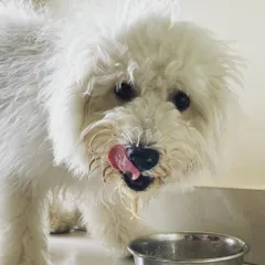 Snowy is licking his lips after a delicious home-style meal. We provide fresh, tasty food three times a day, not bland kibble, to make sure they eat well.