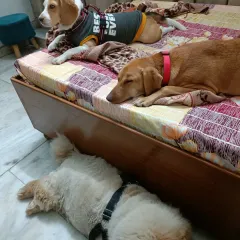 A peaceful moment with a Beagle, a Labrador, and a Chow Chow mix all resting together in the same room. This shows how calm and relaxed the environment is.