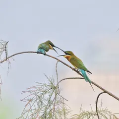 Another shot of the Blue-tailed Bee-eaters' interaction, showing their agility and the delicate way they connect.