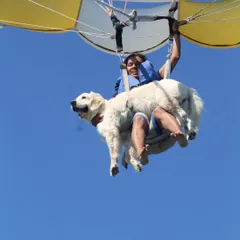 Our first parasailing experience in Diu was a huge success. You can see how calm and observant Vanilla is, which is a direct result of conditioning her to new heights and sensations over time.