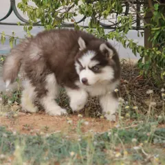 A super woolly red and white Siberian Husky male puppy. This coat type is highly sought after and incredibly beautiful.