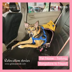 Here is Tailung, securely settled in the back of our vehicle at the start of his cross-border journey from Bangalore to Nepal. We use safety harnesses and comfortable bedding to ensure pets are safe and relaxed during road travel segments.