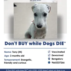 Tony is a 3-month-old energetic and curious puppy in Bengaluru looking for his forever family. He is vaccinated, dewormed, and ready to fill a home with love and tail wags.