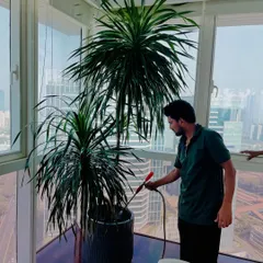 Even a single large indoor plant needs proper care. Here we are doing pest control and regular maintenance for a beautiful Dracaena plant in a high-rise apartment.