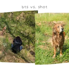 A behind-the-scenes look at a shoot with Whiskey the Golden Retriever, showing the final shot versus the effort it takes to capture the perfect angle.
