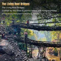 The living root bridges of Meghalaya are a testament to the harmony between humans and nature. Crafted by the Khasi tribes, trekking to these is a core experience.